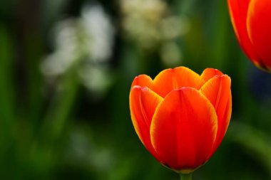 Bahçede yetişen taze bahar laleleri