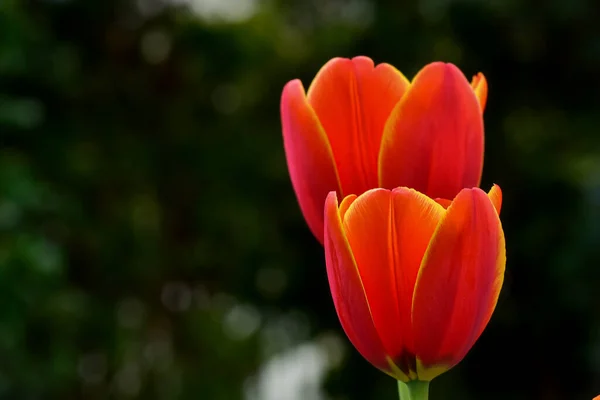 Fresh Spring Tulips Growing Garden — Stock Photo, Image