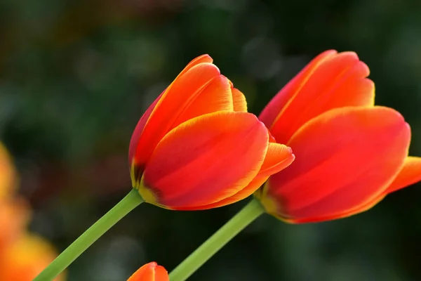 Tulipani Primaverili Freschi Che Crescono Giardino — Foto Stock