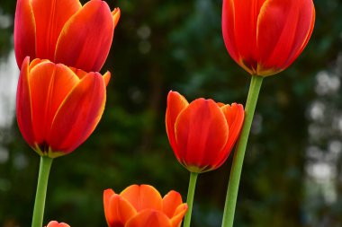 Bahçede yetişen taze bahar laleleri