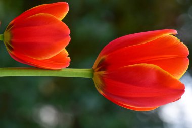 Bahçede yetişen taze bahar laleleri