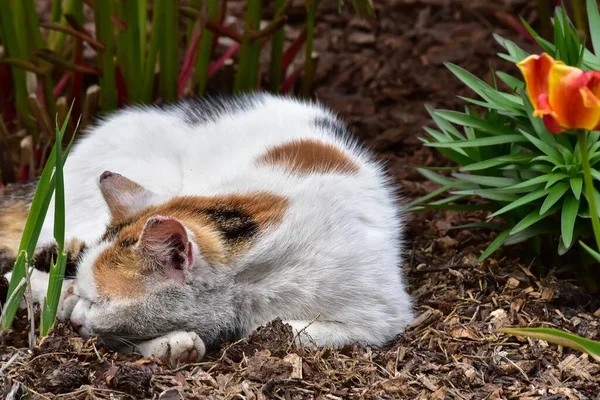 Kot Odpoczywa Ogrodzie — Zdjęcie stockowe