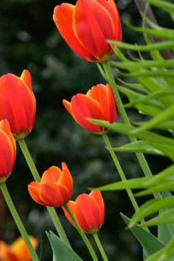 Bahçede yetişen taze bahar laleleri