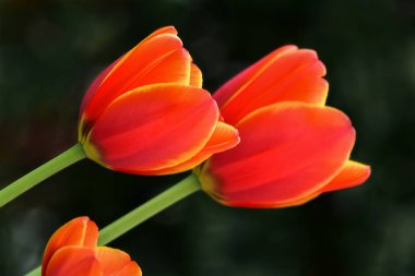 Bahçede yetişen taze bahar laleleri