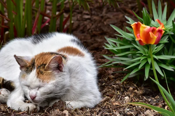 Кіт Відпочиває Саду — стокове фото