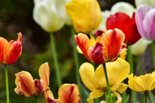 Bahçede yetişen taze bahar laleleri