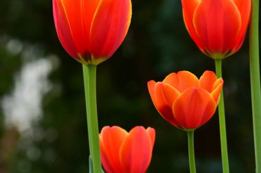 Bahçede yetişen taze bahar laleleri