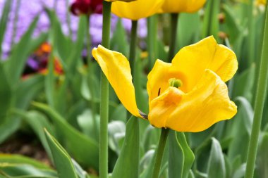 Bahçede yetişen taze bahar laleleri