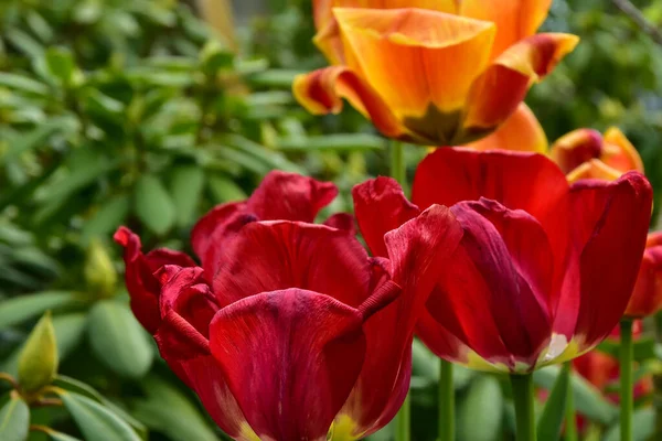 Fresh Spring Tulips Growing Garden — Stock Photo, Image