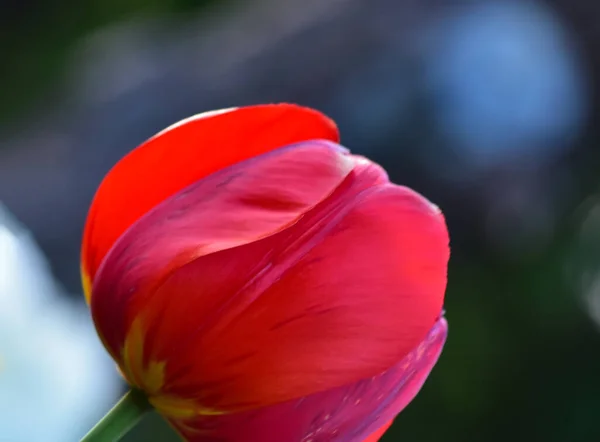 Des Tulipes Printanières Fraîches Poussant Dans Jardin — Photo