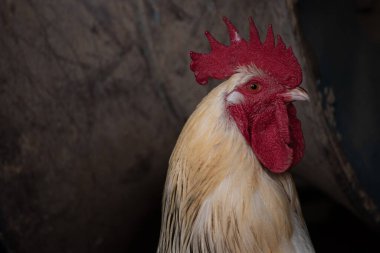 Çimenlerde yürüyen bir horoz