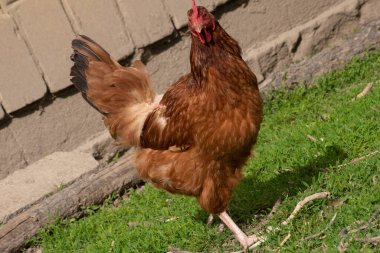 Çiftlikte yürüyen bir tavuk.