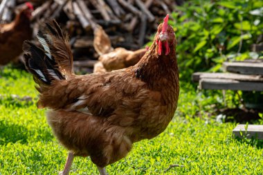 Çiftlikte yürüyen bir tavuk.