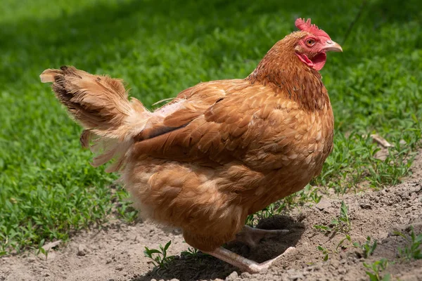 Çiftlikte yürüyen bir tavuk.