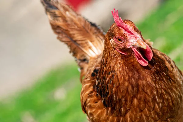 Çiftlikte yürüyen bir tavuk.