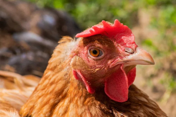 Çiftlikte yürüyen bir tavuk.