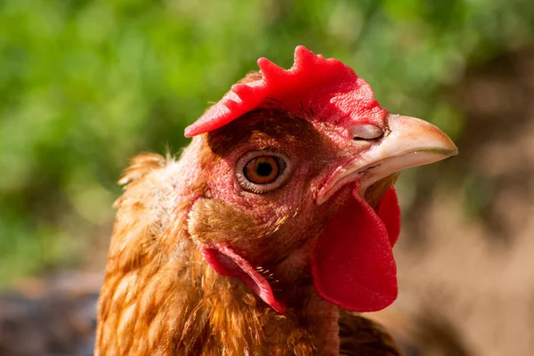 Çiftlikte yürüyen bir tavuk.