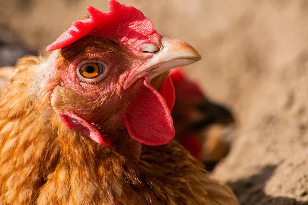 Çiftlikte yürüyen bir tavuk.