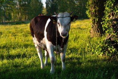Çayırda otlayan boğa