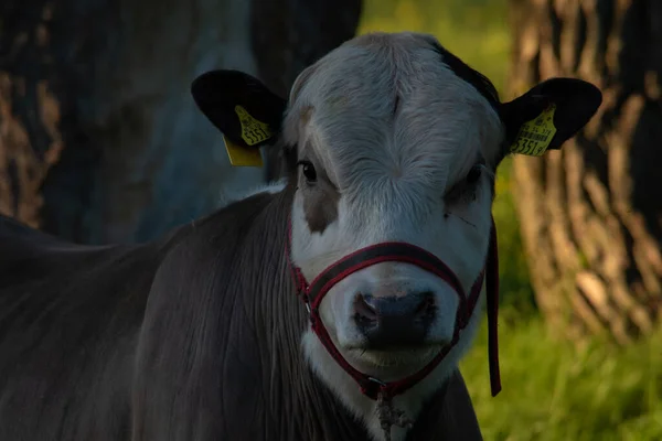 Stier Grazen Wei — Stockfoto