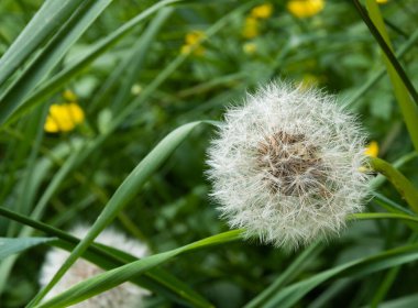 Çayırda yetişen karahindiba.