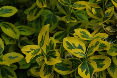 Bahçede büyüyen çiçek