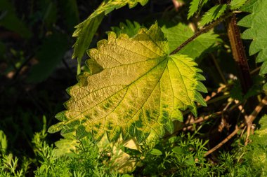 Köyde ısırgan otu çiçeği