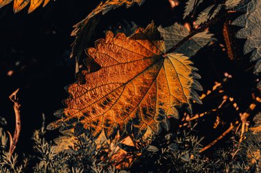 Köyde ısırgan otu çiçeği