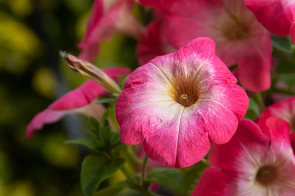 Hermosa Flor Fresca Del Jardín Petunia — Foto de Stock