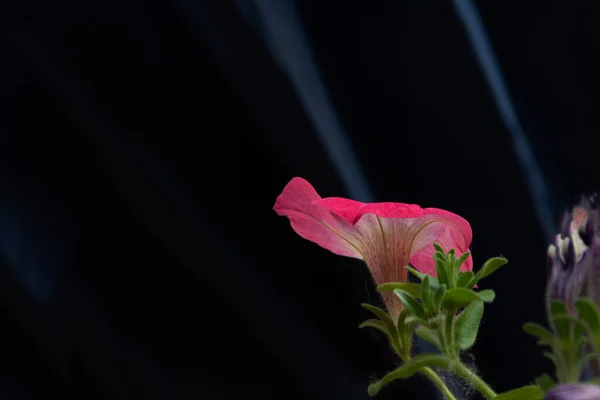 Mooie Verse Bloem Van Tuin Petunia — Stockfoto