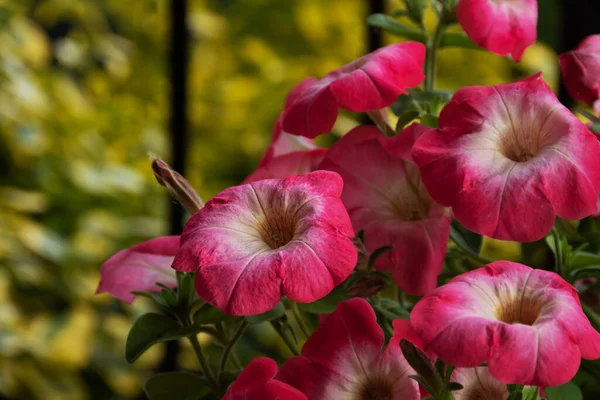 庭のペチュニアの美しい新鮮な花 — ストック写真