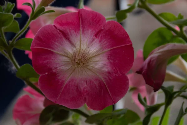 Όμορφο Φρέσκο Λουλούδι Της Πετούνιας Κήπου — Φωτογραφία Αρχείου