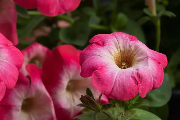 Belle Fleur Fraîche Pétunia Jardin — Photo