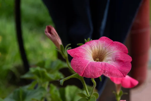 Schöne Frische Blume Des Gartens Petunien — Stockfoto
