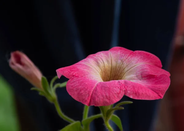 Vacker Färsk Blomma Trädgården Petunia — Stockfoto