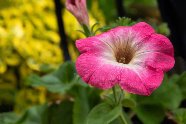 庭のペチュニアの美しい新鮮な花 — ストック写真