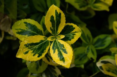 Yağmurda ıslak bir çiçek