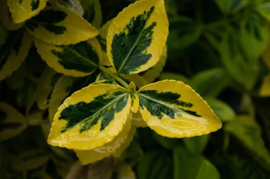 Yağmurda ıslak bir çiçek