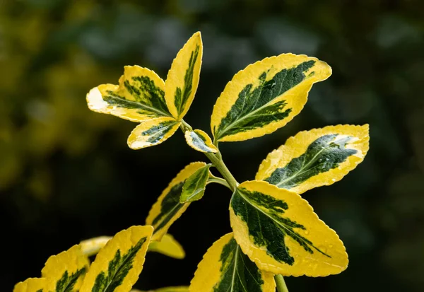 Wet Flower Rain — Stock Photo, Image