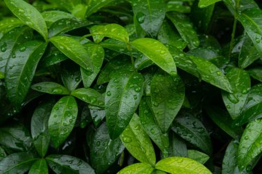 Yağmurda ıslak bir çiçek