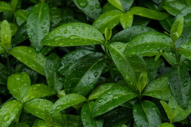 Yağmurda ıslak bir çiçek