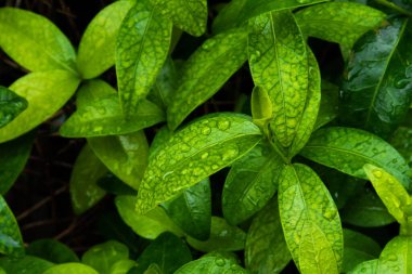 Yağmurda ıslak bir çiçek