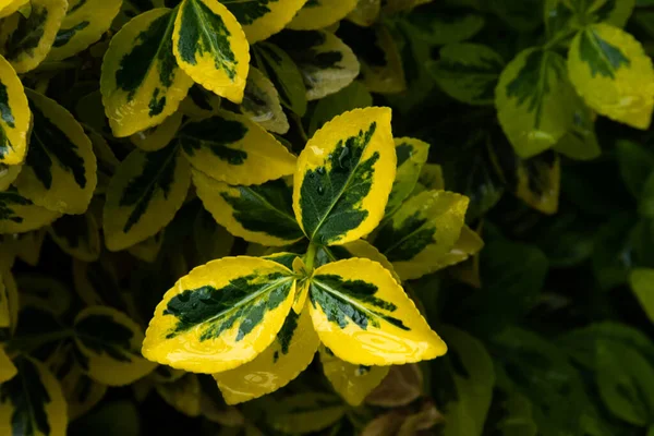 Sebuah Bunga Basah Tengah Hujan — Stok Foto