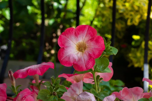 Belle Fleur Fraîche Pétunia Jardin — Photo