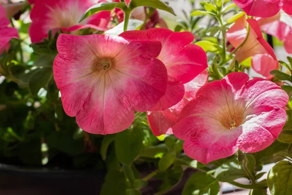 庭のペチュニアの美しい新鮮な花 — ストック写真