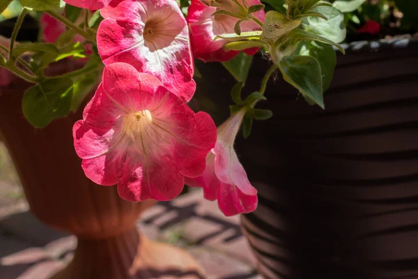 Bellissimo Fiore Fresco Del Giardino Petunia — Foto Stock