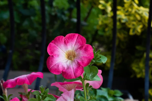 庭のペチュニアの美しい新鮮な花 — ストック写真