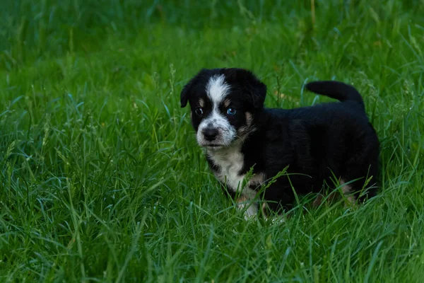 Een Kleine Puppy Buiten Het Platteland — Stockfoto