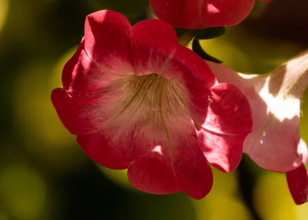 Hermosa Flor Fresca Del Jardín Petunia — Foto de Stock