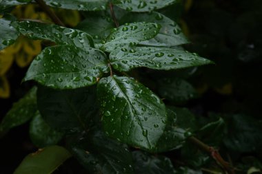 Yağmurdan sonra ıslak yeşil bir yaprak